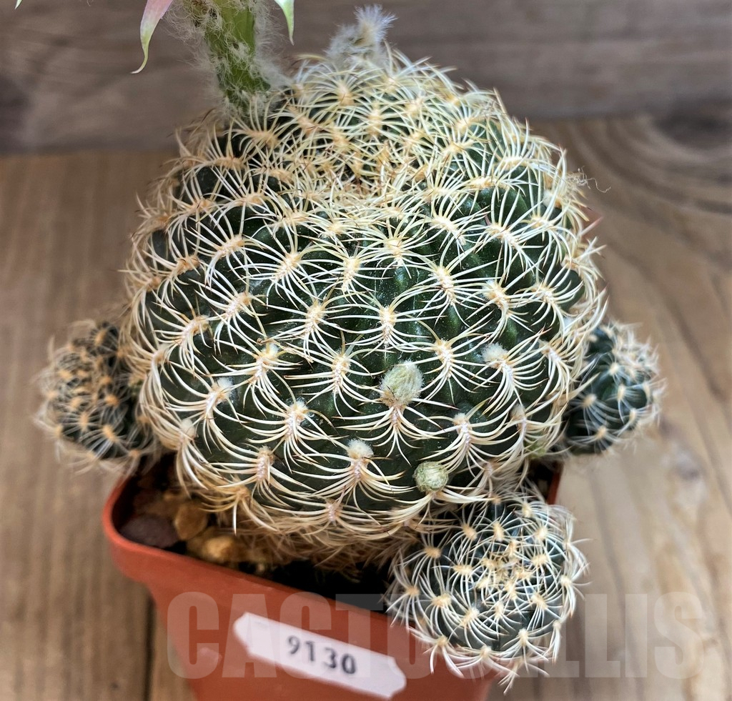 SH9130 Lobivia arachnacantha v. subterranea - Image 2