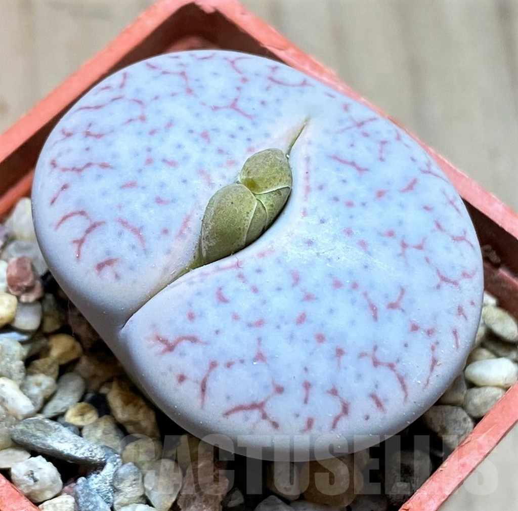 SH9082 Lithops pseudotruncatella v. volkii