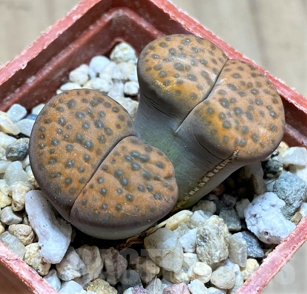 SH9083 Lithops fulviceps C412