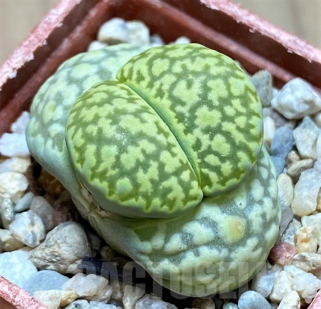 SH9085 Lithops julii ‘Fuller Green’