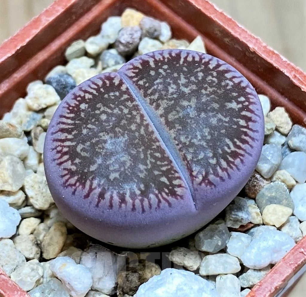 SH9088 Lithops aucampiae C054