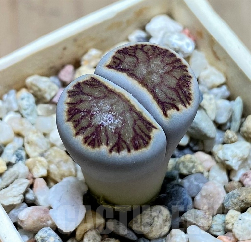 SH9089 Lithops julii 'Kikushogyoku'
