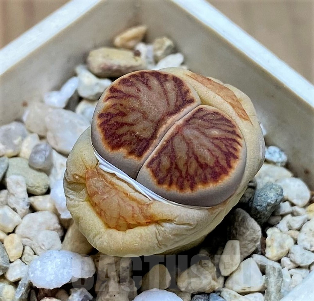 SH9090 Lithops julii ‘Kikushogyoku’