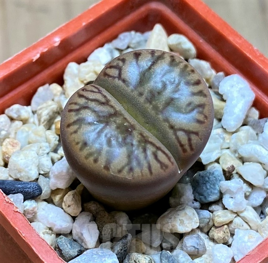 SH9092 Lithops bromfieldii 'Red Coral'