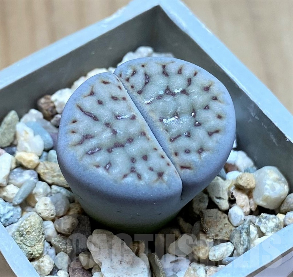 SH9093 Lithops schwantesii v. urikosensis