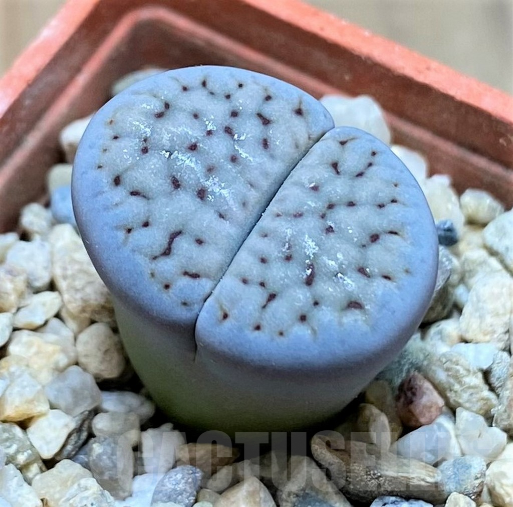 SH9094 Lithops schwantesii v. urikosensis