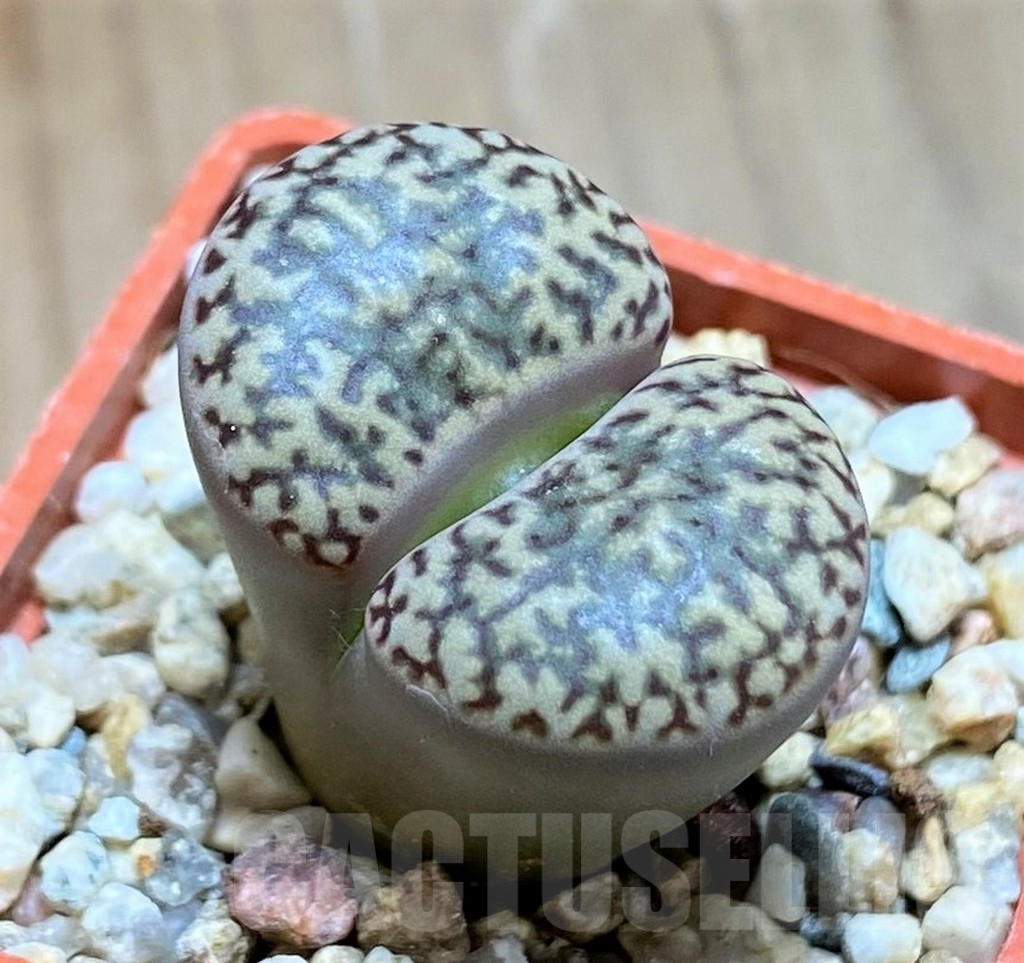SH9095 Lithops bromfieldii v. insularis