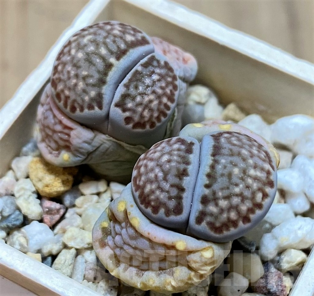 SH9097 Lithops julii reticulata form
