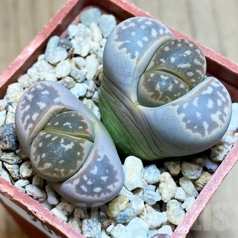 SH9099 Lithops olivacea