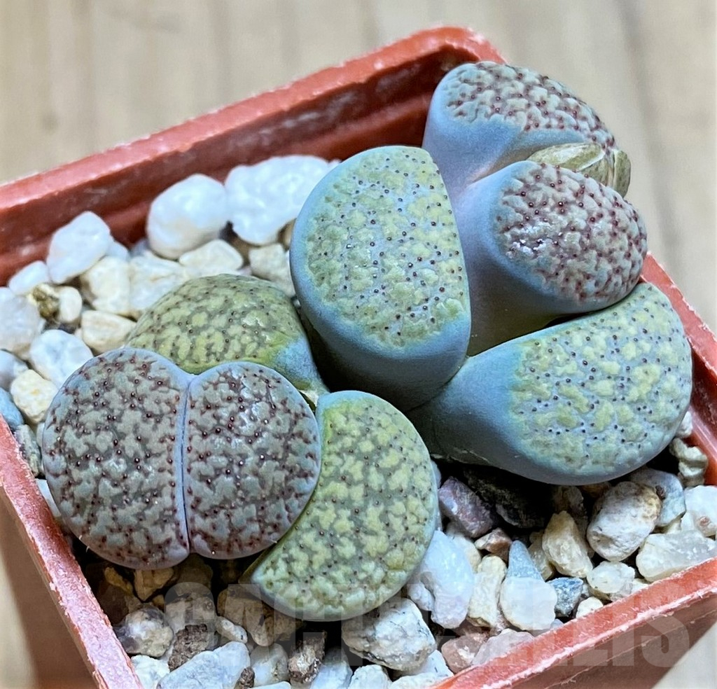 SH9101 Lithops verruculosa