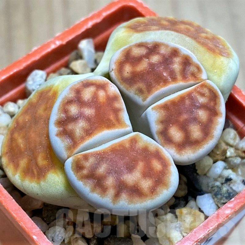 SH9105 Lithops karasmontana ‘Lateritia’