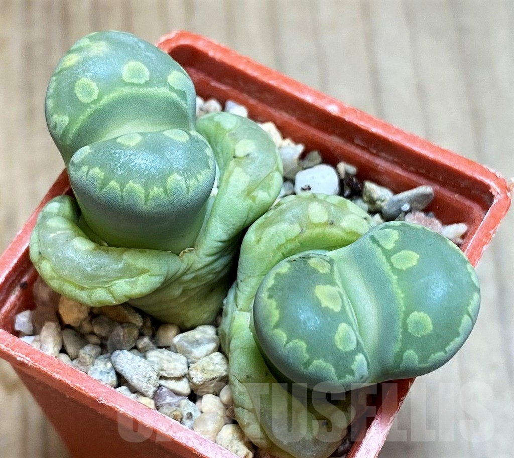 SH9107 Lithops otzeniana C280