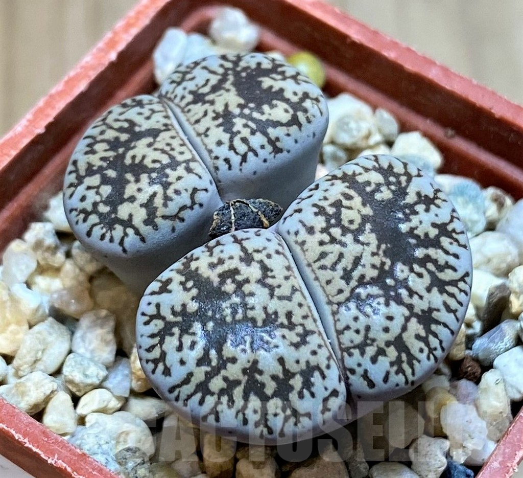 SH9109 Lithops lesliei v. venteri