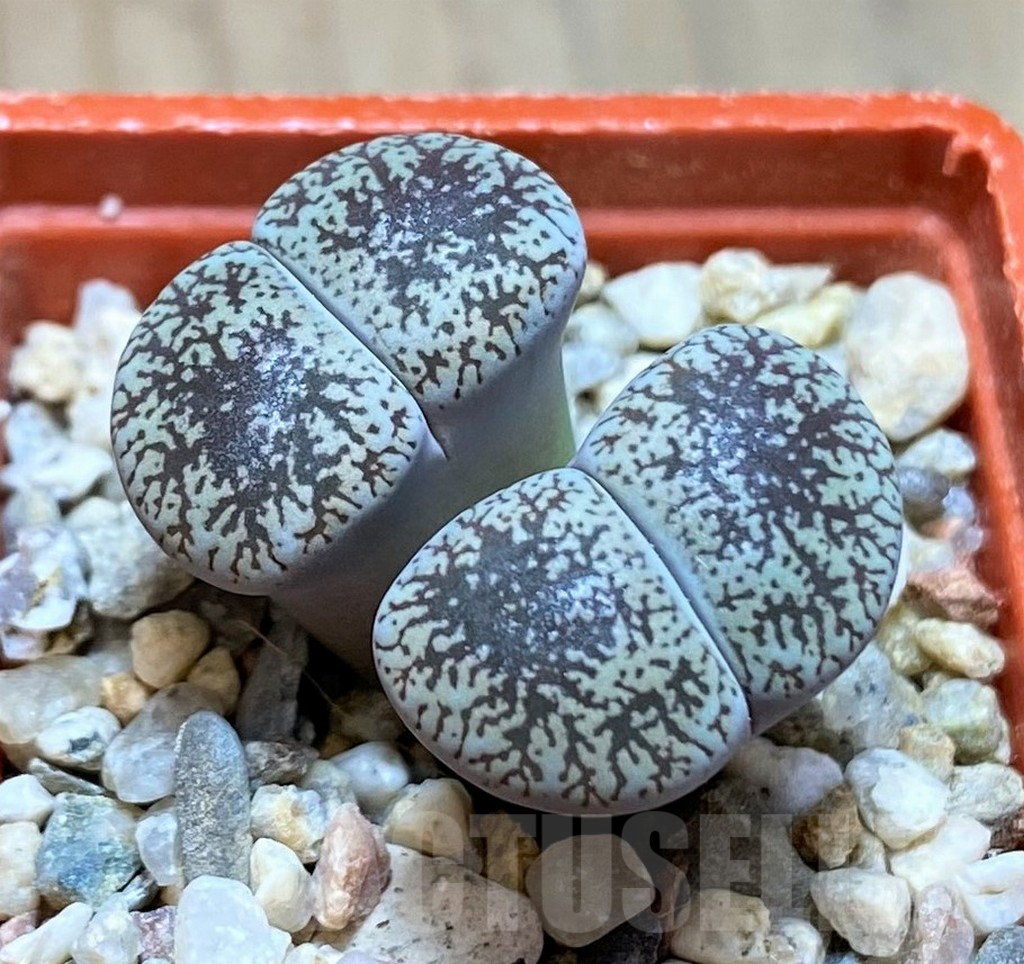 SH9110 Lithops lesliei v. venteri