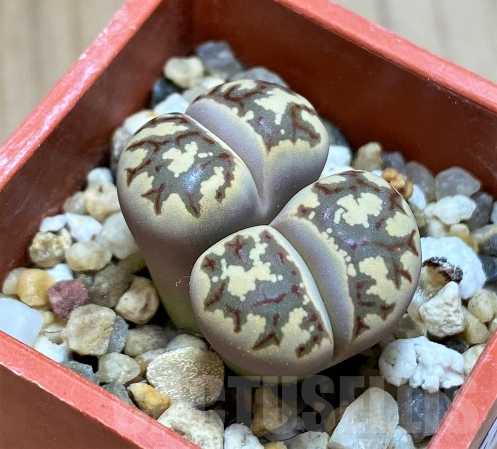 SH9111 Lithops dorotheae
