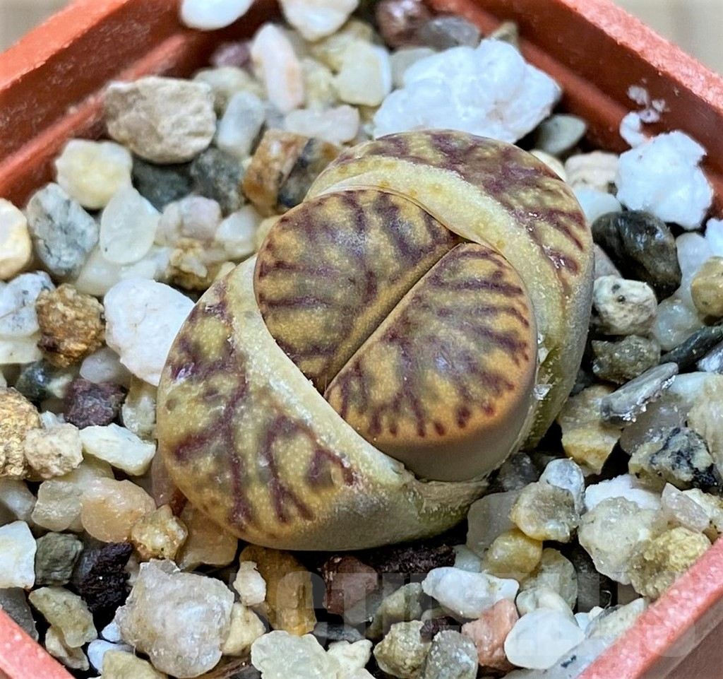 SH9112 Lithops bromfieldii 'Red Coral'