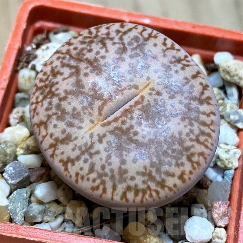 SH9116 Lithops pseudotruncatella C100