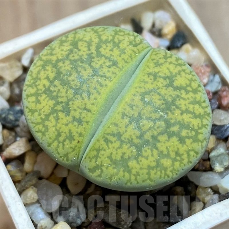 SH9118 Lithops lesliei aff. 'Fred's Redhead' x albinica