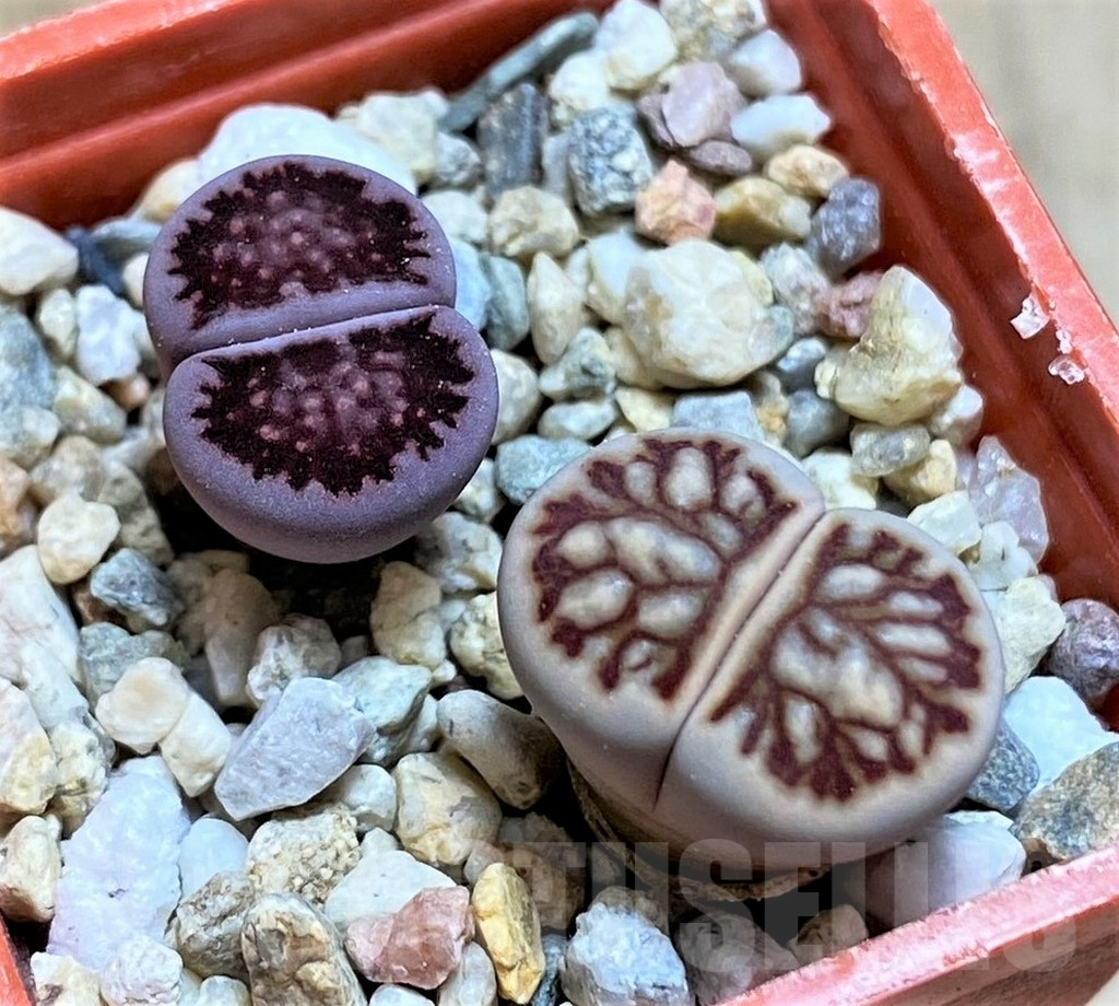 SH9121 Lithops julii ‘Kikushogyoku’, Lithops salicola ‘Sato’s Violet’ hybrid