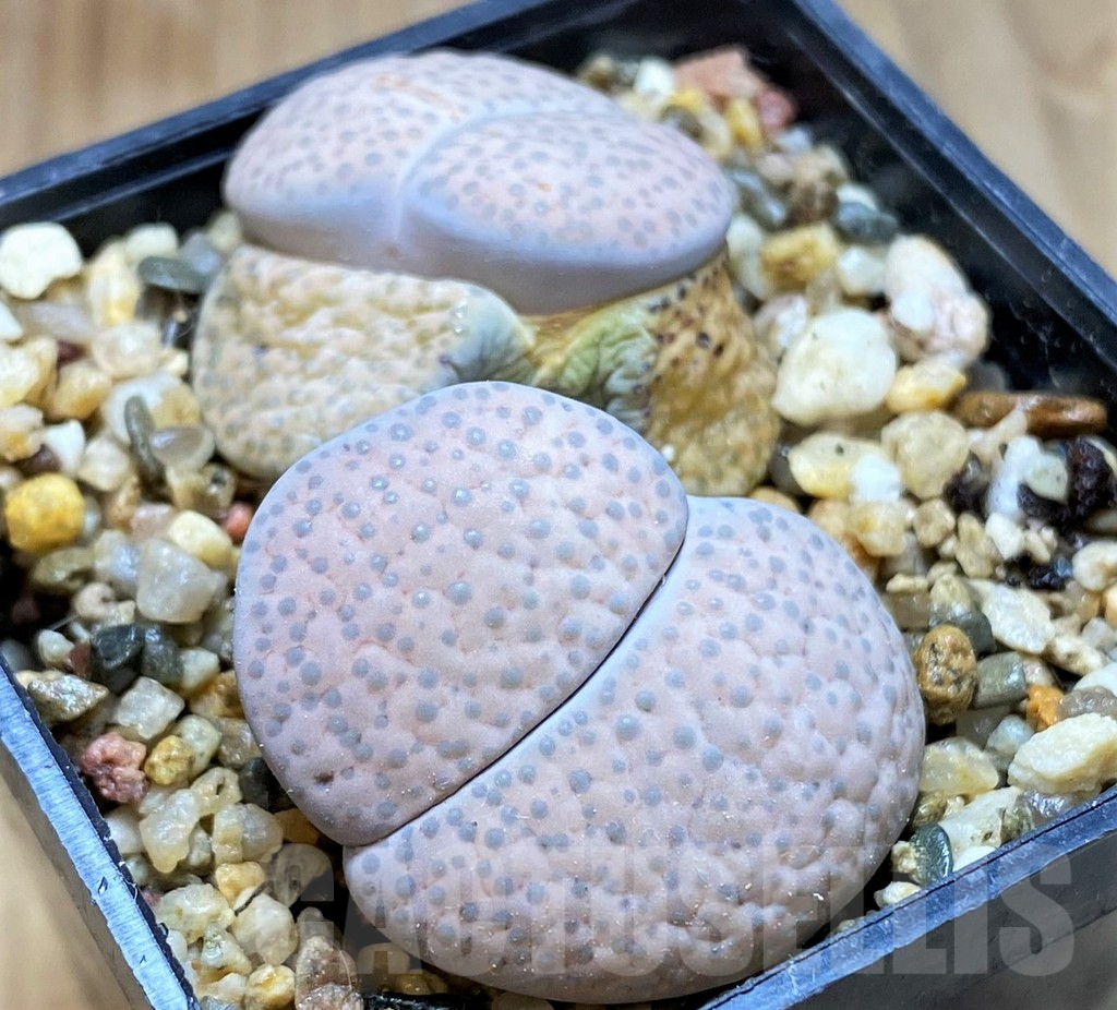 SH9124 Lithops fulviceps v. lactinea
