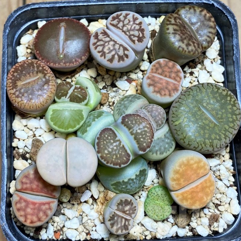 SH9140 Lithops mix
