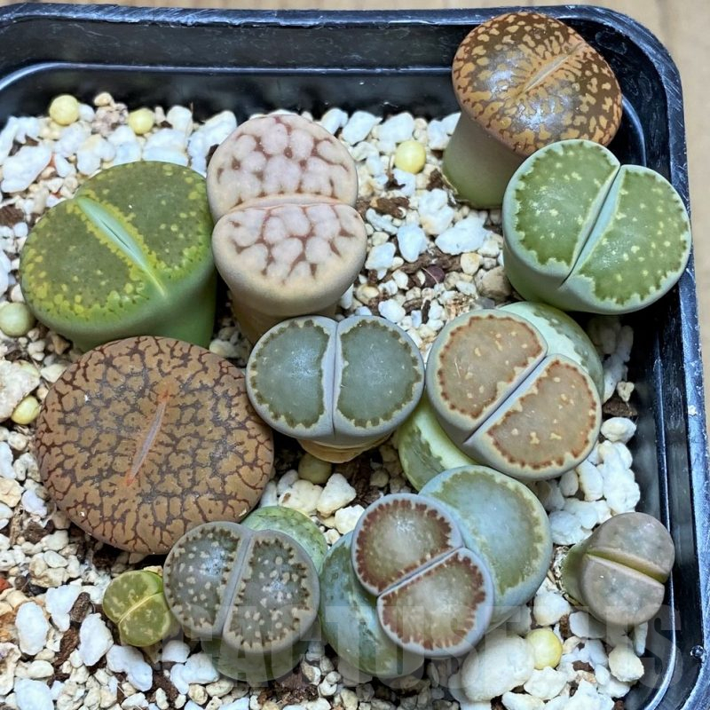 SH9136 Lithops mix