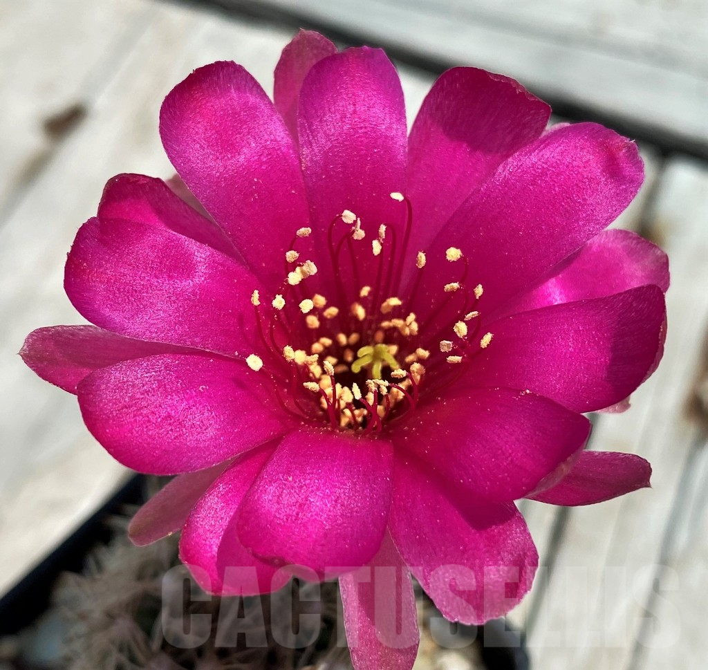 SH9273 Lobivia schieliana