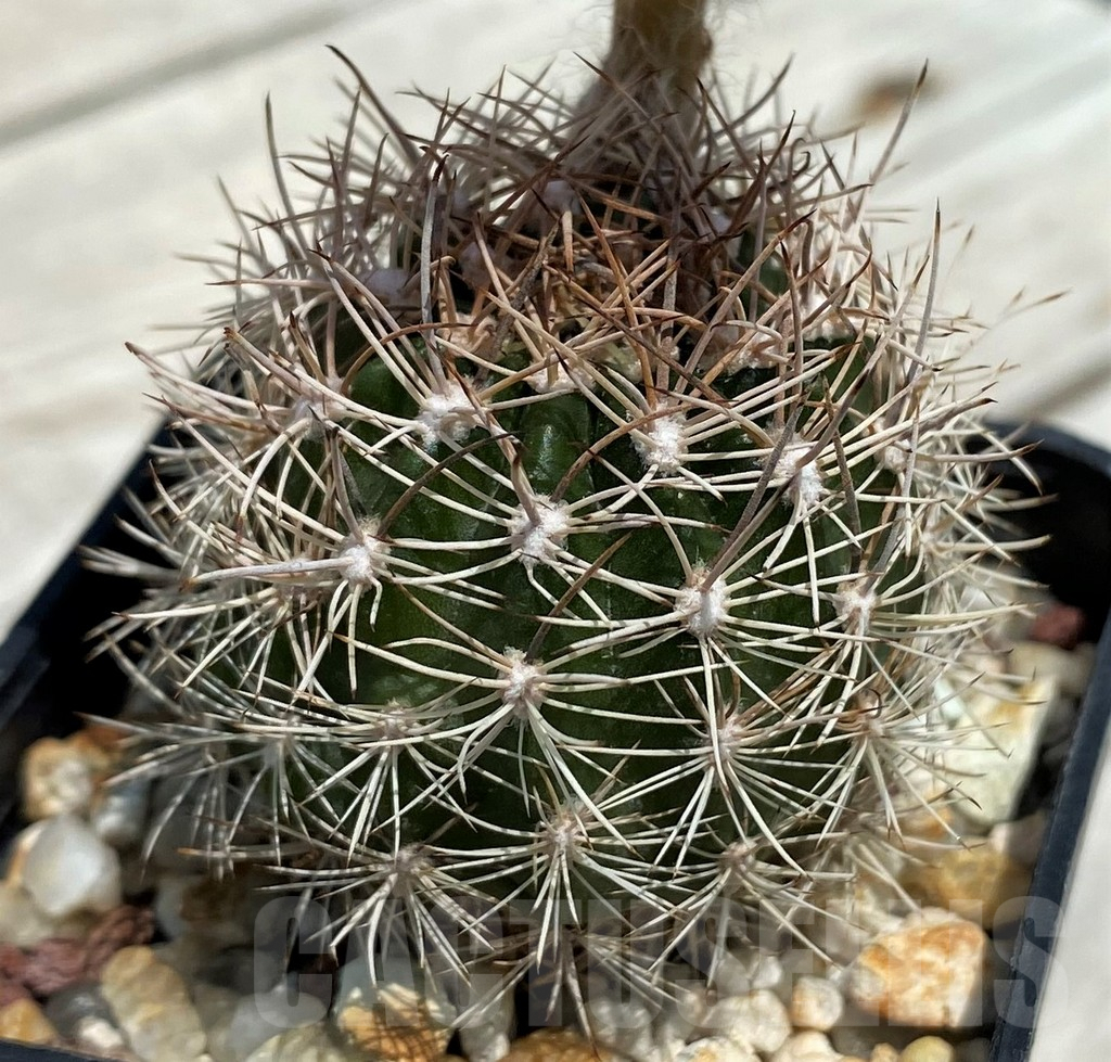 SH9273 Lobivia schieliana - Image 2