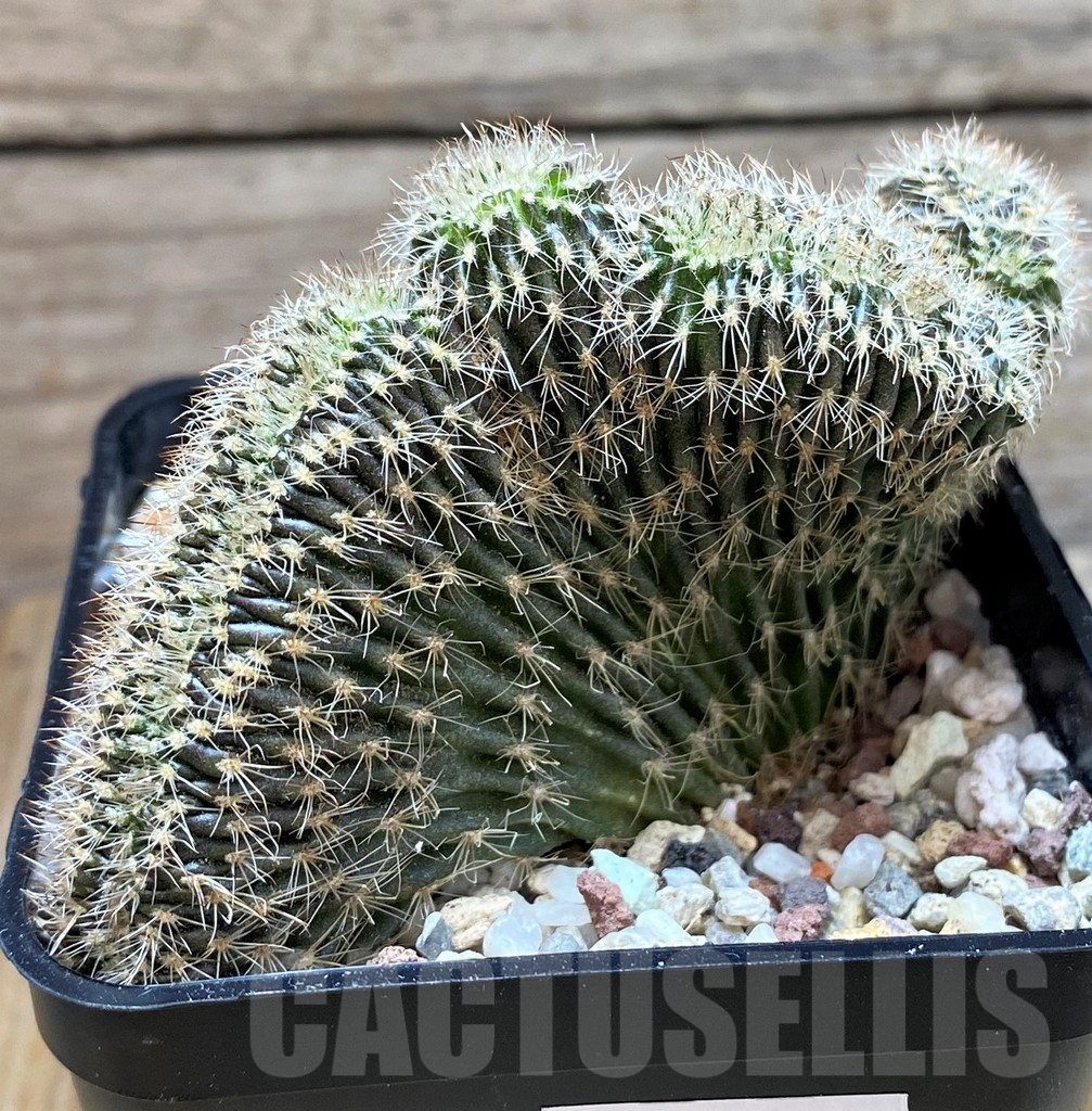 SH9240 Setiechinopsis mirabilis f. cristata - Imagen 2