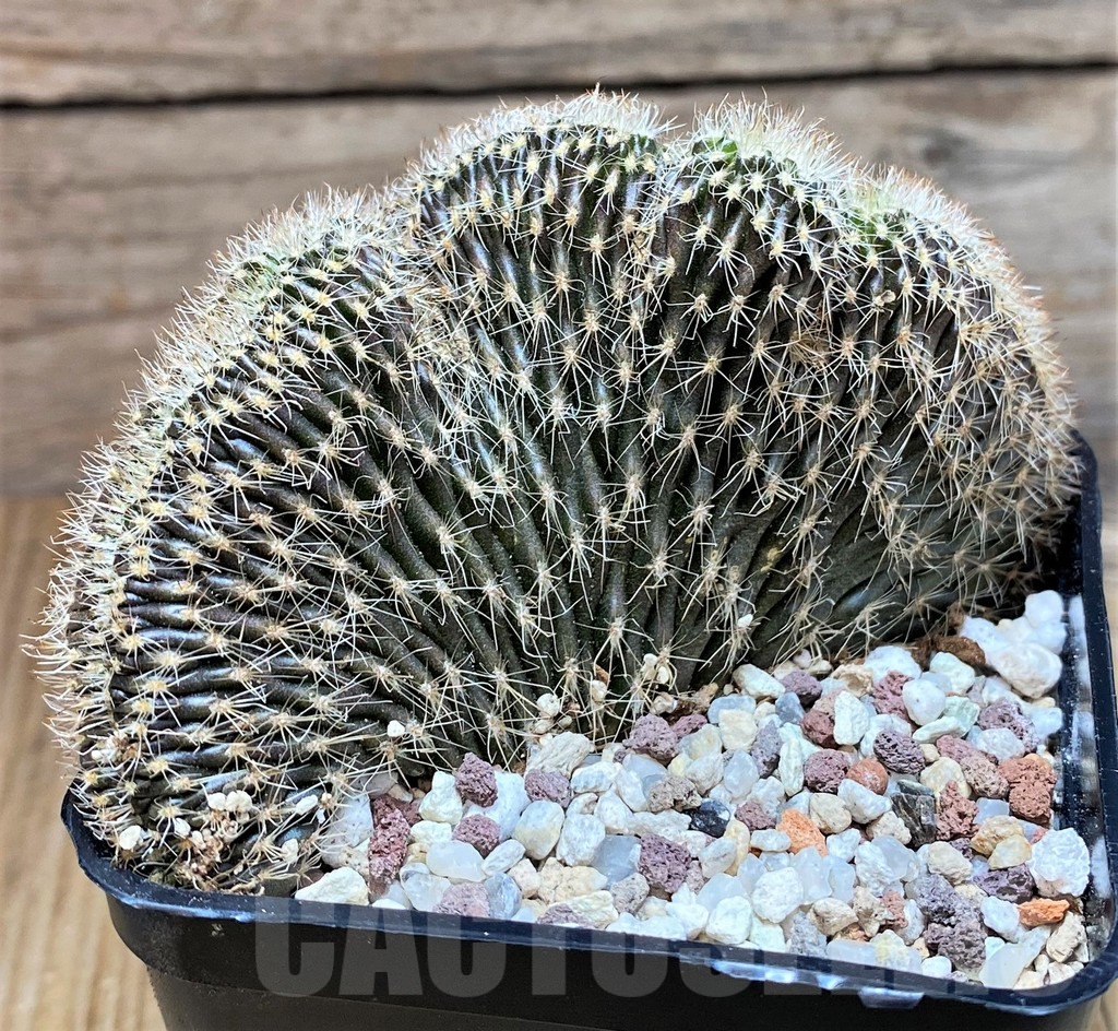SH9240 Setiechinopsis mirabilis f. cristata