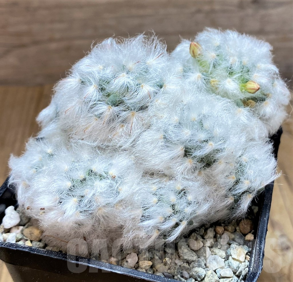 SH9241 Mammillaria bocasana v. multilanata