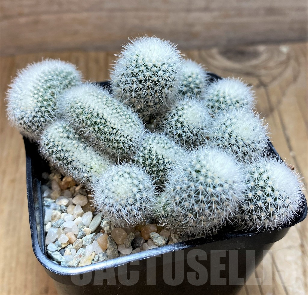 SH9242 Notocactus scopa v. candidus f. cristata