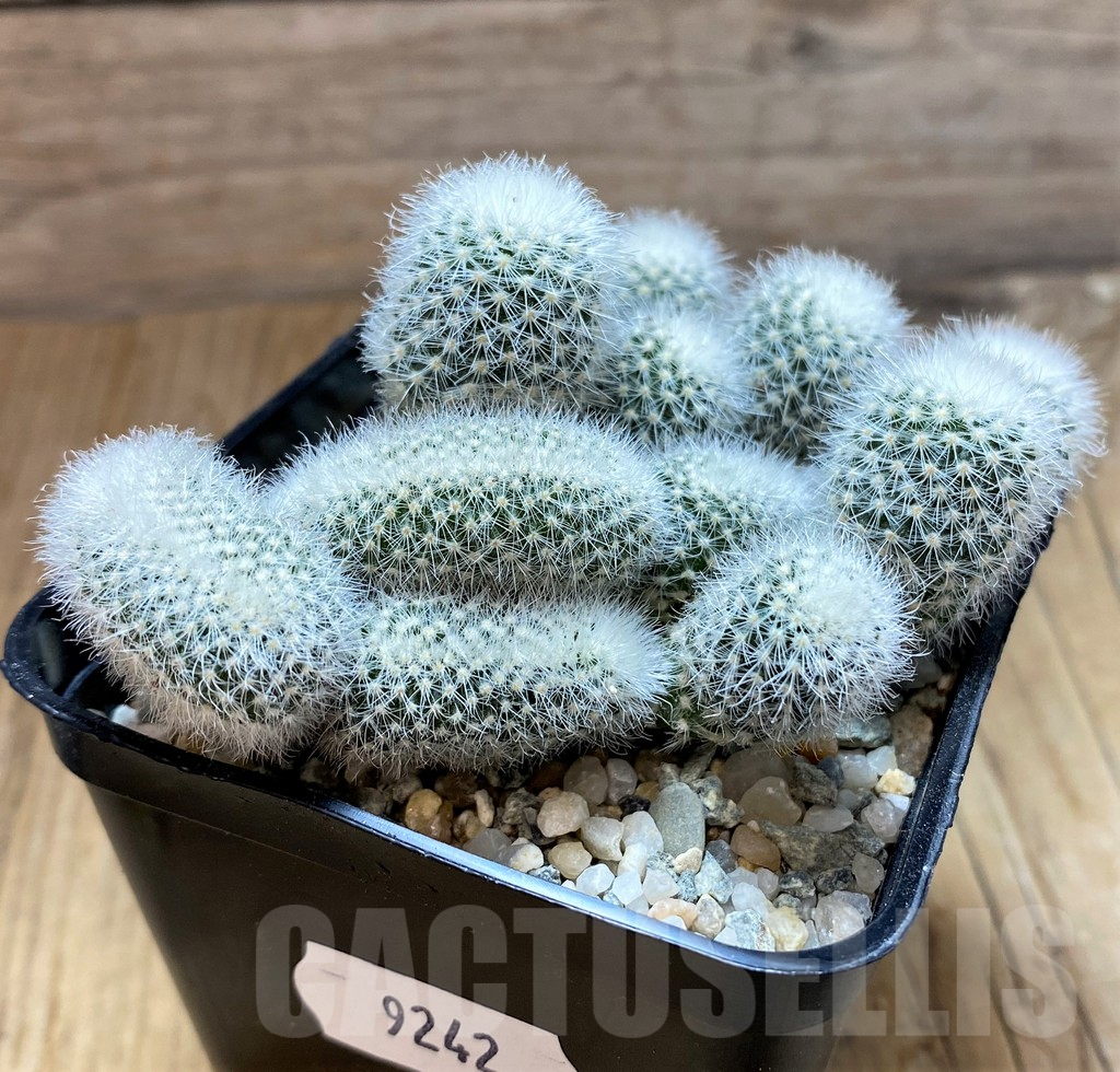 SH9242 Notocactus scopa v. candidus f. cristata - Imagen 2