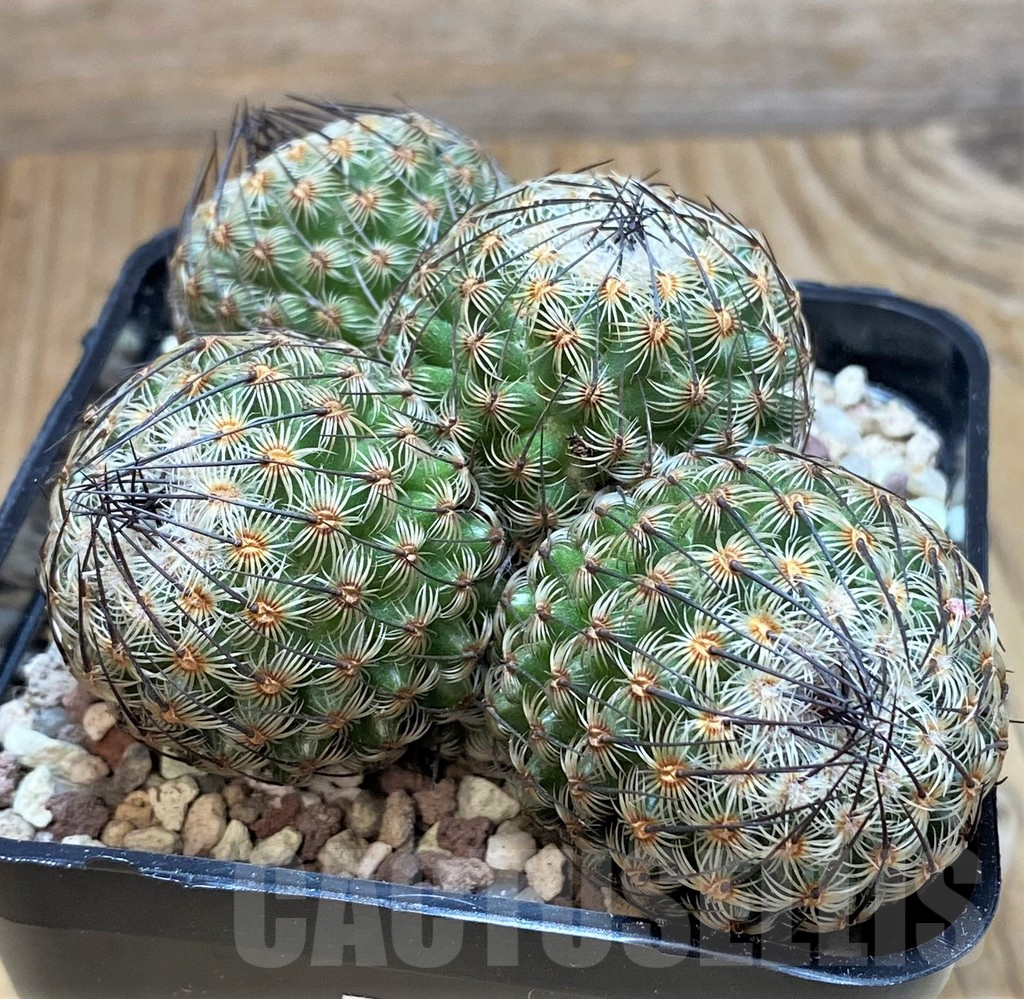 SH9251 Mammillaria huitzilopochtli