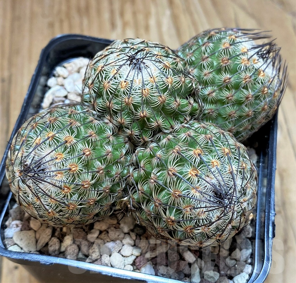 SH9251 Mammillaria huitzilopochtli - Зображення 2