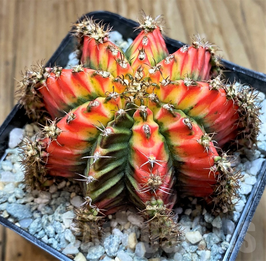 SH9256 Gymnocalycium mihanovichii 'Multicolor' -Taiwan-
