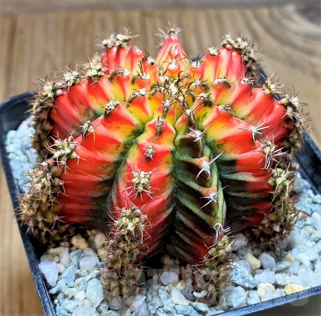 SH9256 Gymnocalycium mihanovichii 'Multicolor' -Taiwan- - Зображення 2