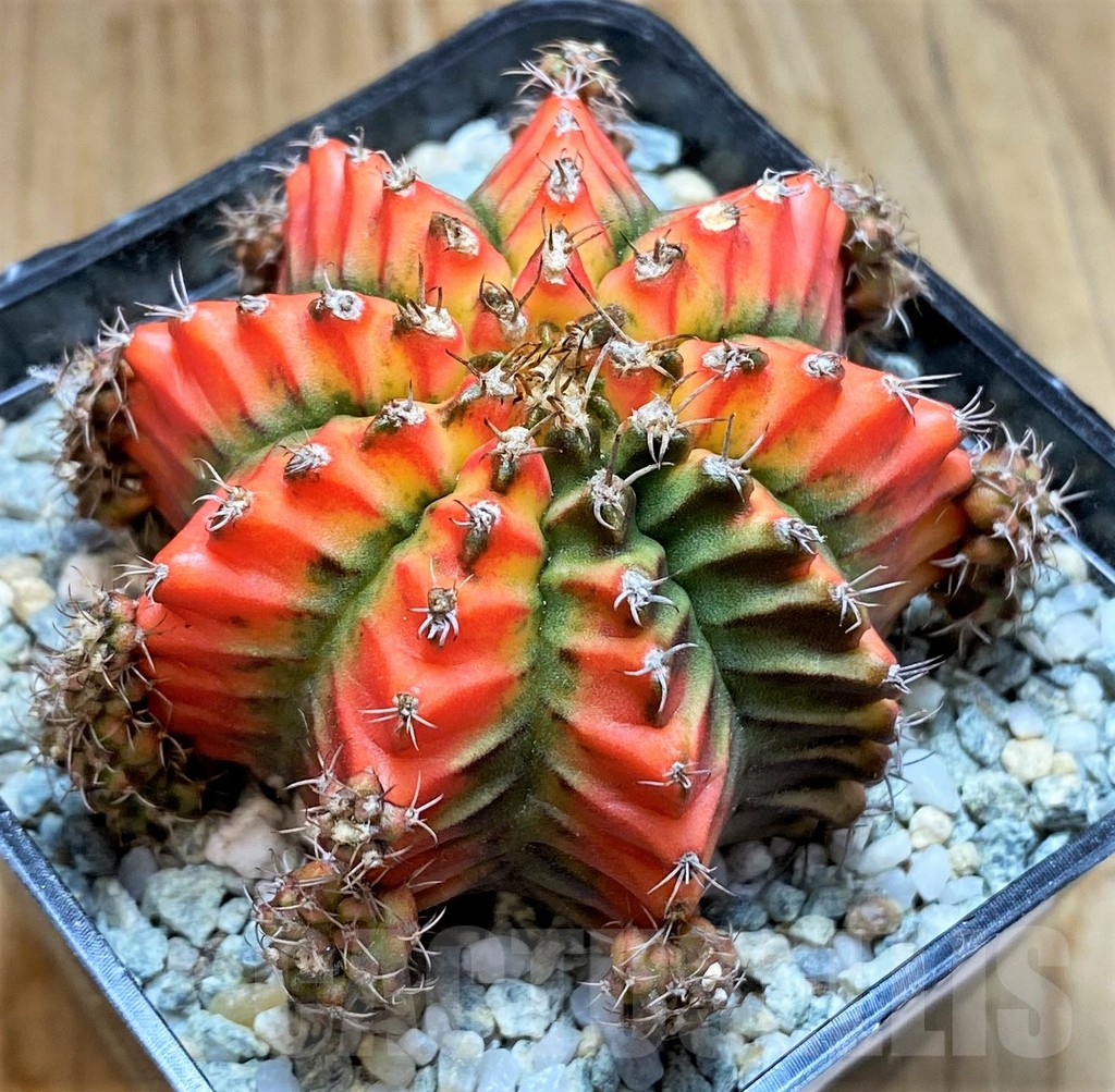SH9257 Gymnocalycium mihanovichii 'Multicolor' -Taiwan- - Зображення 2