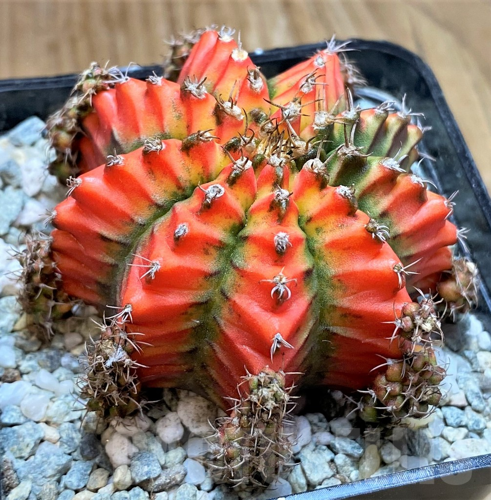 SH9257 Gymnocalycium mihanovichii 'Multicolor' -Taiwan-