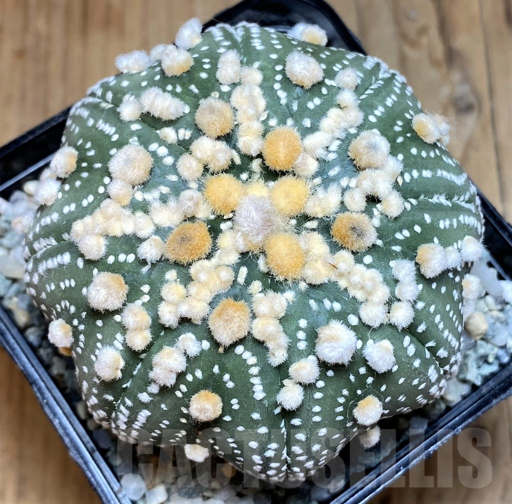 SH9266 Astrophytum asterias ‘Hanazono’