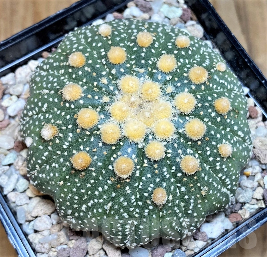 SH9267 Astrophytum asterias f. multicostatum