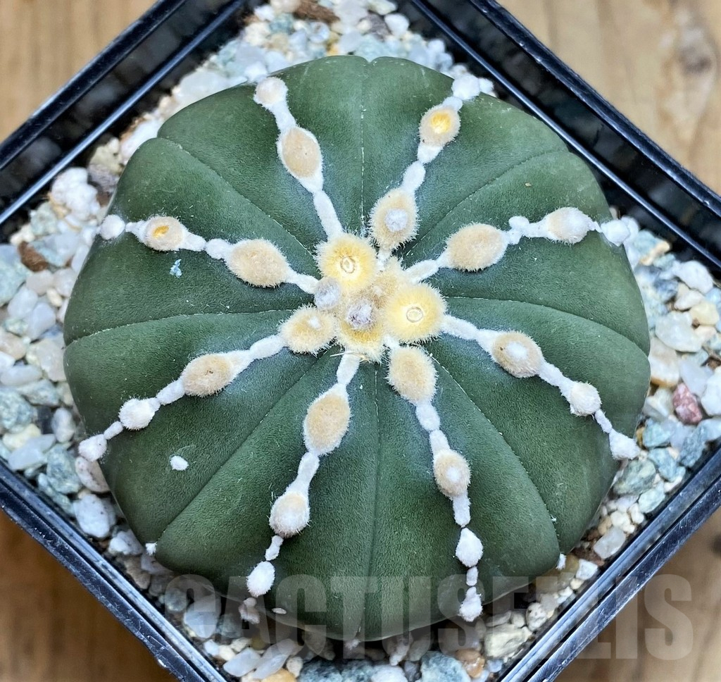 SH9268 Astrophytum asterias hybrid