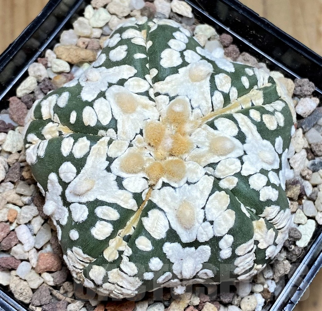 SH9270 Astrophytum asterias ‘Super Kabuto’ V-type, 5-ribs