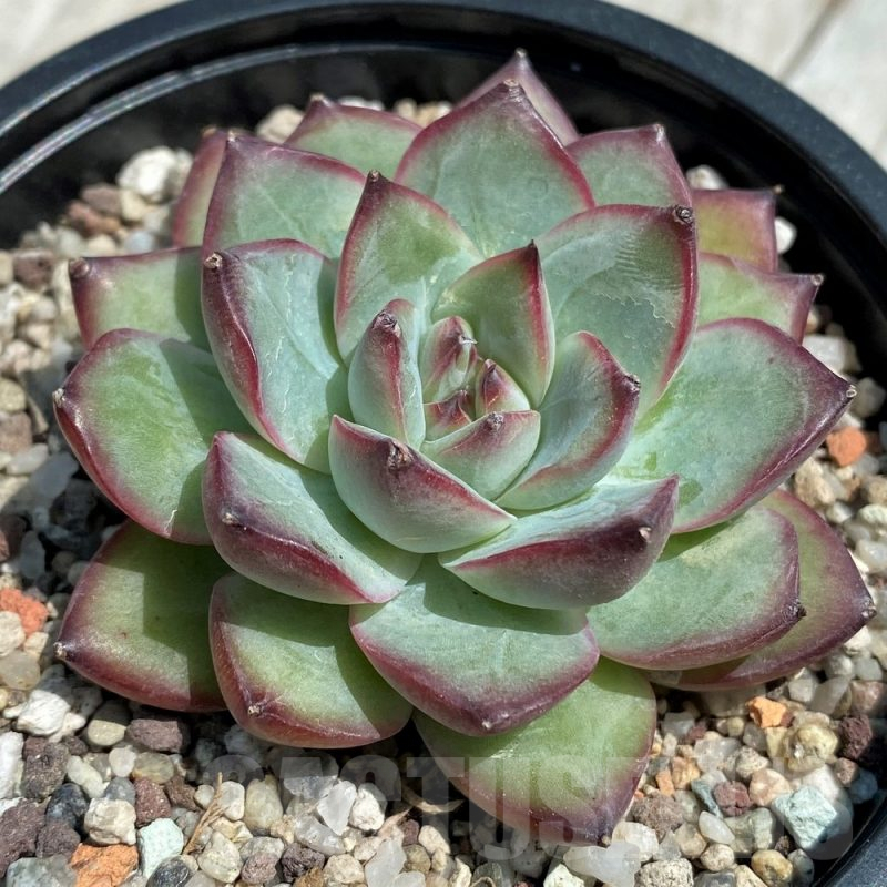SH9216 Echeveria hybrid
