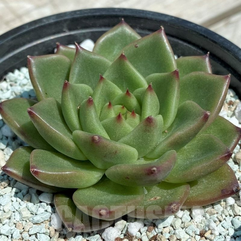 SH9217 Echeveria 'Gilva'