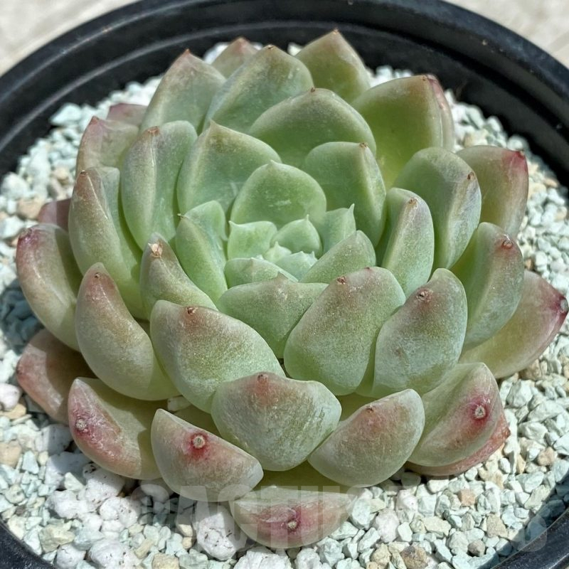 SH9219 Echeveria 'Elegans' hybrid