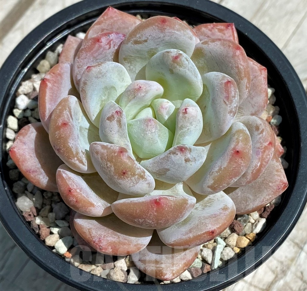 SH9222 Echeveria hybrid