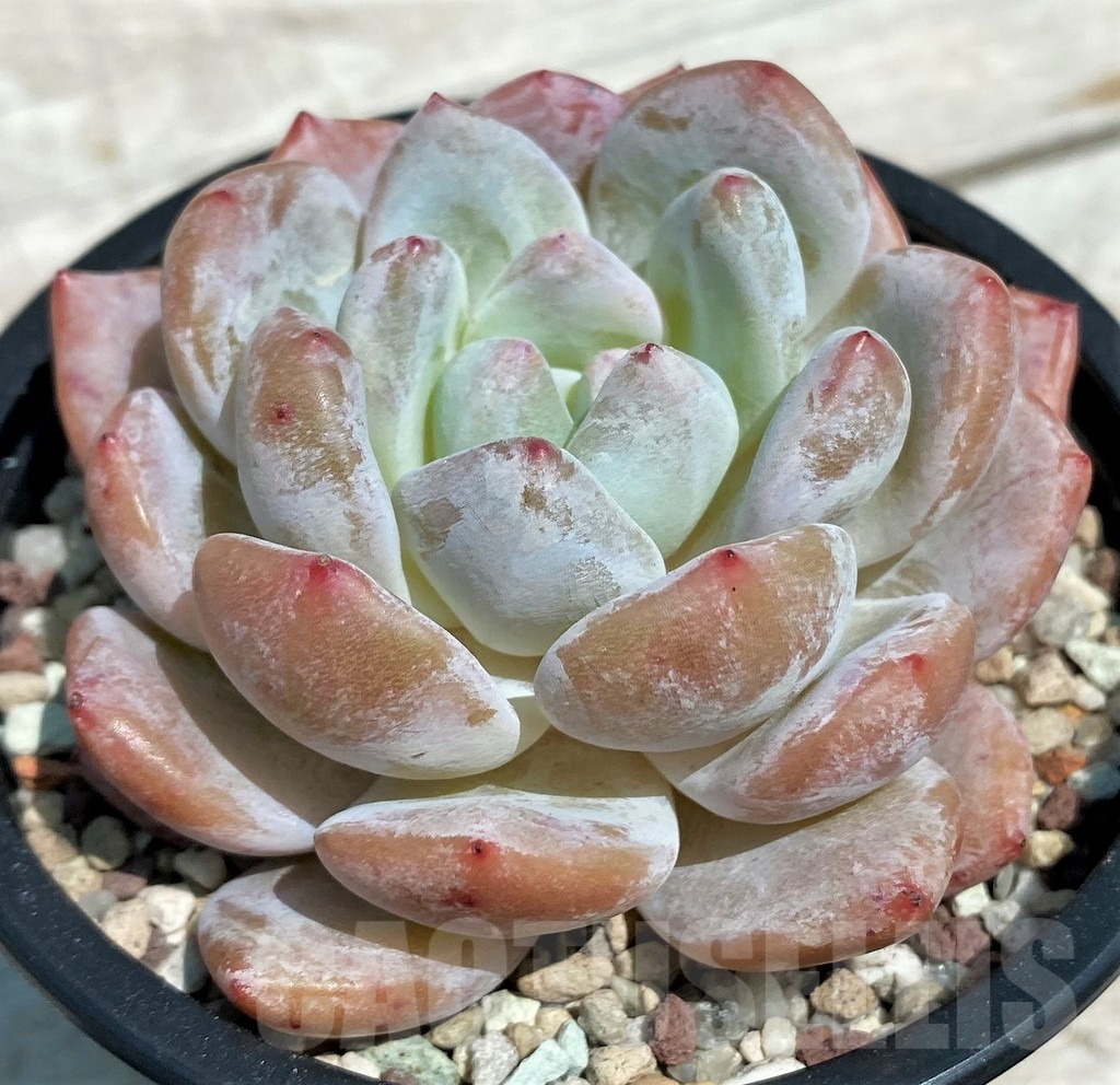 SH9222 Echeveria hybrid - immagine 2