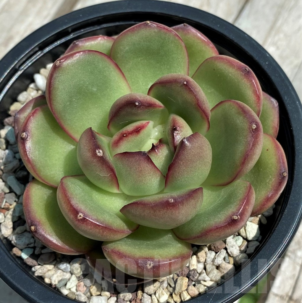SH9223 Echeveria ‘Mont Blanc’ - Imagen 2