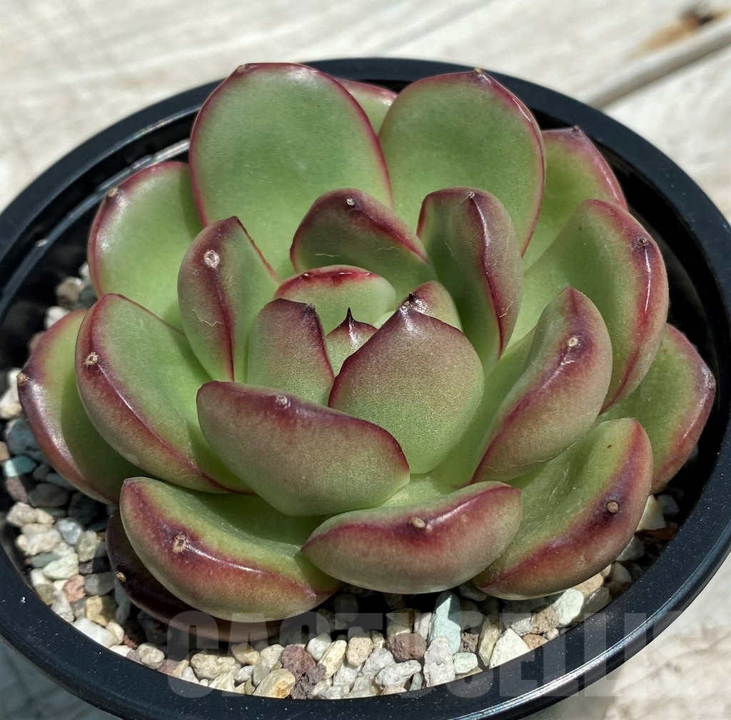 SH9223 Echeveria ‘Mont Blanc’